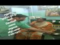 #இயற்கை எலும்பு முறிவுவைத்தியம் #9788675817.