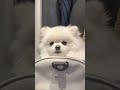 Puppy in his bag~#fluffydays #cute #puppy #pomeranian #pets #healingvlog #ポメラニアン #dog #犬のいる生活 #funny