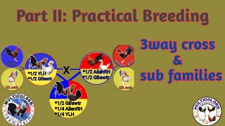 Part II: Turorial practical breeding