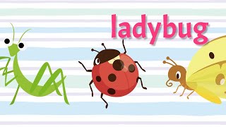 Insects Nama Learn Bug And Insect Names In English 昆虫の名前 虫の名前 英語 発音 幼児 子供 聞き流し 英単語 リスニング Youtube