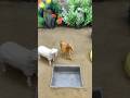 mini cow bathed mini motor water pump project mini tractor ideas cow video # 4