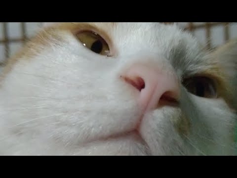 かご猫LIVE配信　211002