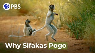 Why Do Sifakas Pogo?