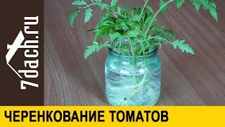 🍅 Размножение томатов черенкованием: увеличьте количество рассады вдвое! - 7 дач