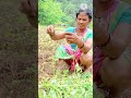 କନ୍ଦମୂଳ ର ମାଳ ଲଗେଇଲୁ /sweet potato🍠🍠/#odiavlog #pinkylifestyle #dailyvideoblog #food #villagelife