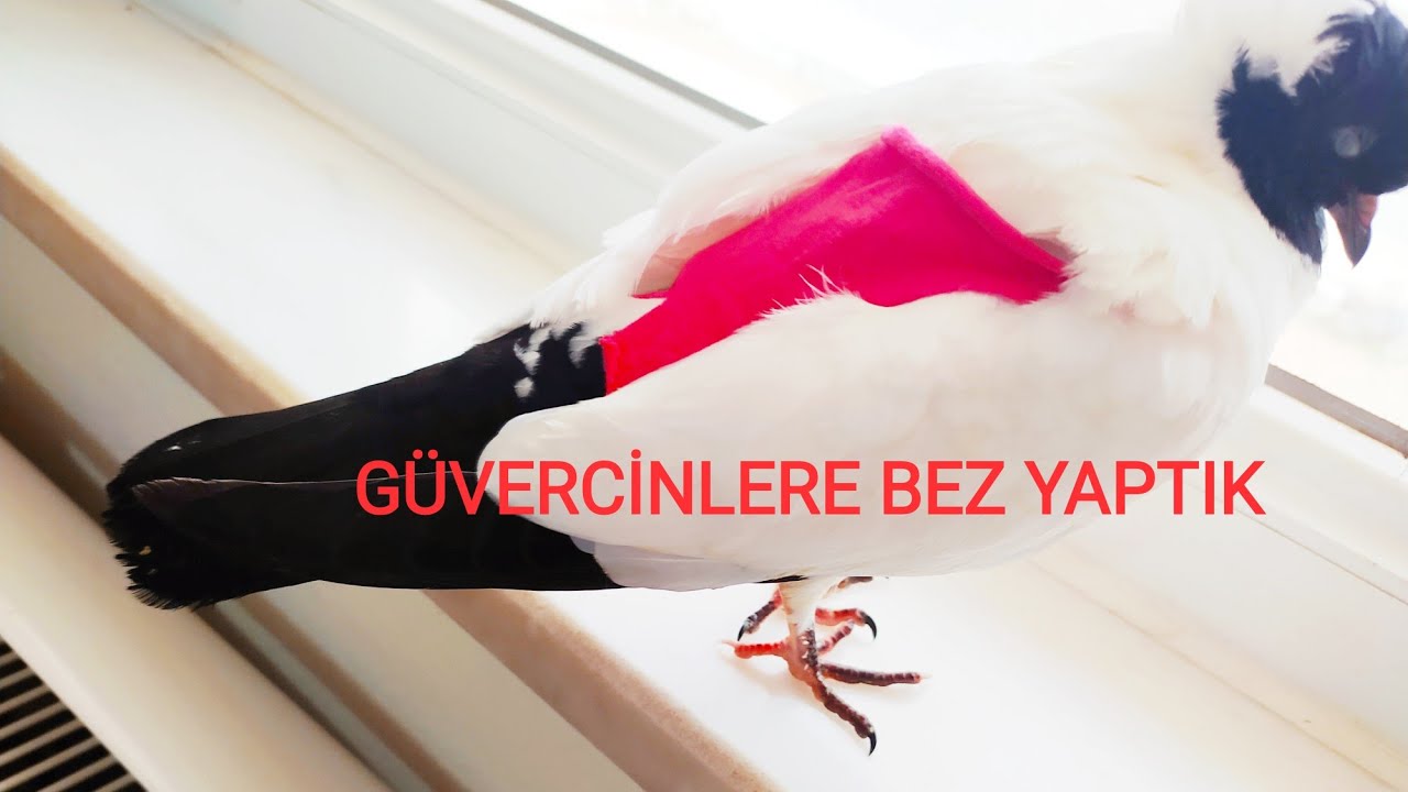 TÜRKİYEDE İLK!EVDE GÜVERCİN BESLEMEK İSTEYENLERE GÜVERCİN BEZİ YAPTIK-GÜVERCİN VE PAPAĞAN BEZ YAPIMI