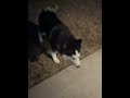 Recovery ZOOMIES On Our Senior Sweetie Alakai Shadow Husky Rescue Recovery ZOOMIES On Our Senior Sweetie Alakai Shadow Husky Rescue