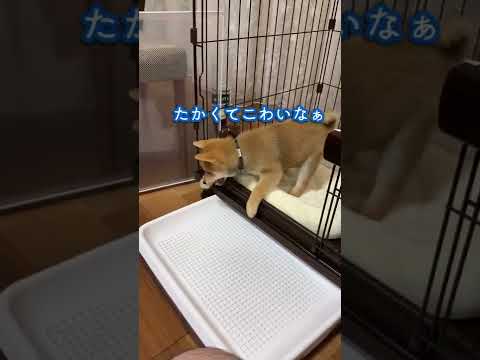 柴犬の子犬が初めてケージを出れた日【パピー/豆柴ころた】#shorts #柴犬 #パピー #子犬 #子犬の成長