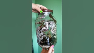 this is how to propagate begonia #plants #houseplants #houseplants #terrarium #begonia