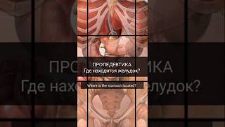 Познавательная анатомия/Желудок/ Where is the stomach located? #chiropractic #массаж #massage