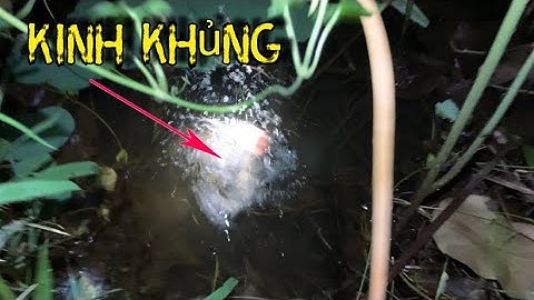 Cắm Câu Cá Lóc Ao Hoang Trúng Bầy Lóc Đồng Gỡ Đã Tay