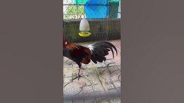 gà rừng rặc thay lông