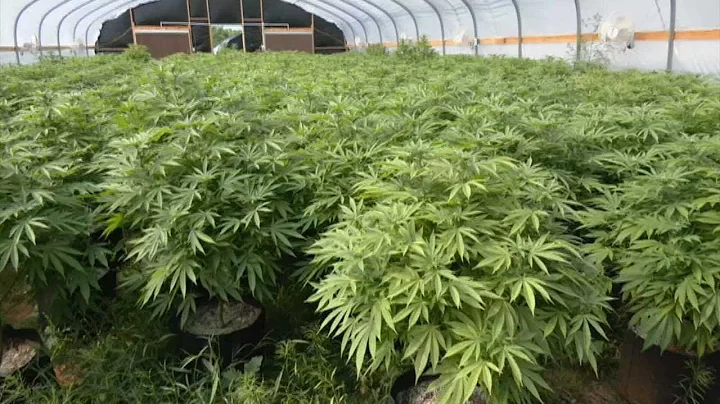 Recreational Marijuana Petition Needing Final Approval For November Ballot Appearance