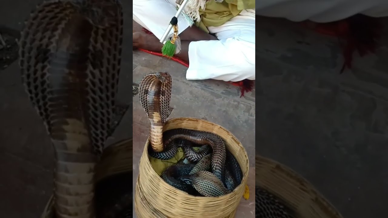 Anaconda Snake 3 In Real Life HD Video