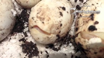 Albino Turtles Hatching
