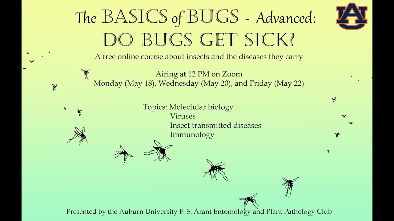 Do Bugs Get Sick? Intro to Insect Pathology YouTube