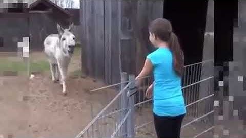 Burrito llora al reencuentro con una niña