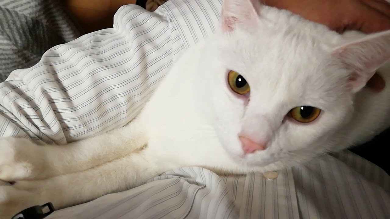 保護猫も膝の上大好き ご機嫌な綺麗な白猫さん ただひたすら甘えて満足するだけ ねこもん猫 よいちろびん Youtube