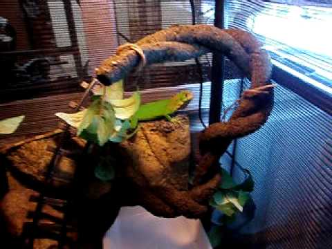 Dino, the baby green iguana and his introduction t...