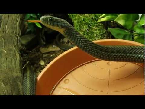 Video: Nyoka Ya Garter - Thamnophis Reptile Breed Hypoallergenic, Afya Na Span Ya Maisha