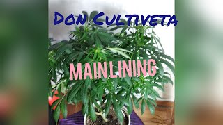 Mi Primer Main Lining Parte 11 Don Cultiveta Zombie Kush