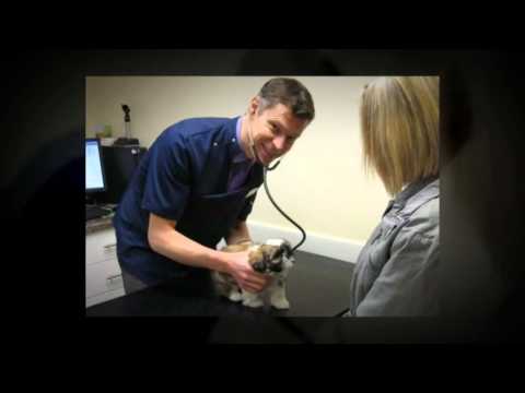 387 Veterinary Centre Vets in Walsall The Best of Walsall