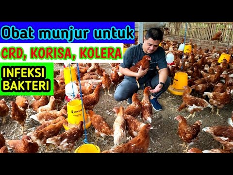 Obat manjur atasi  CRD,KORISA,KOLERA dan Ifeksi bakteri