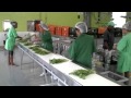 Planta de proceso empaque hortalizas, lechugas. Ceballos