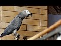 ✅ ВЫСМЕЯЛА КУДАХТАНЬЕ КУРИЦЫ🤣 ЖАКО ПЕТРУНЯ 🐦FUNNY PARROT ZHAKO PETRUNYA 🔥 (СУБТИТРЫ) #Shorts