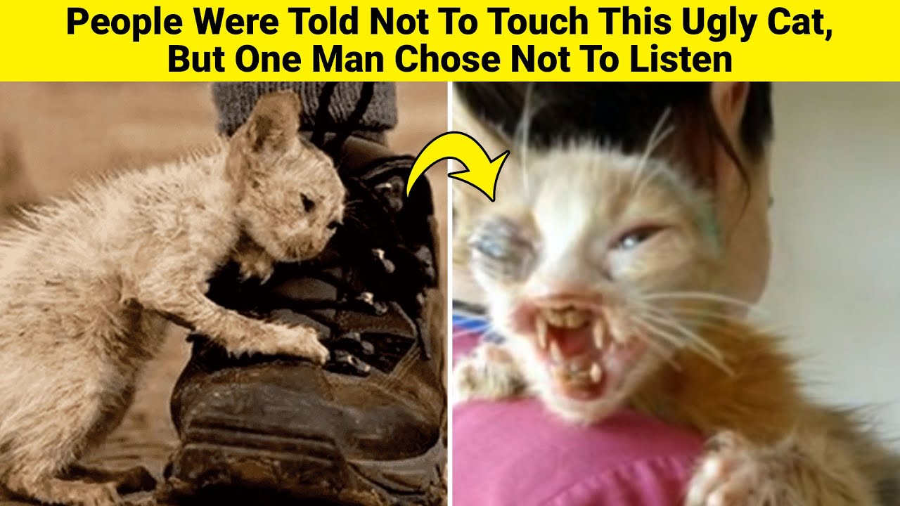 People Were Told Not To Touch This Ugly Cat, But One Man Chose Not To