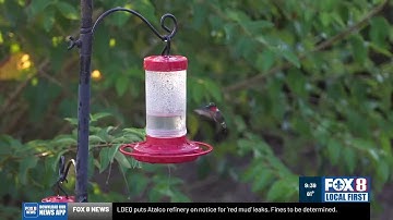 Migrating hummingbirds enjoying their Louisiana layover