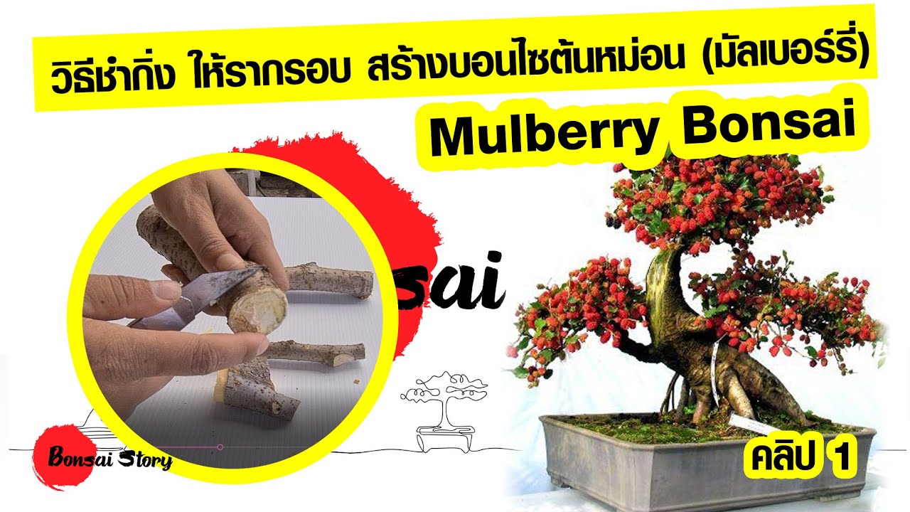 วิธีชำกิ่ง ให้รากรอบ สร้างบอนไซต้นหม่อน มัลเบอร์รี่ : How to make mulberry bonsai