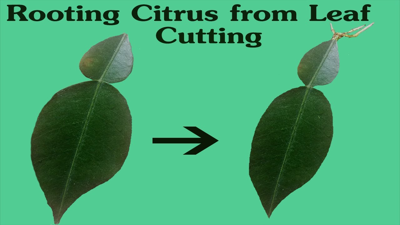 CITRUS LEAF ROOTING #2 | Rooting Citrus from Leaf Cutting - YouTube