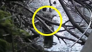 Девушки заметили волка в ледяной воде! То, что произошло дальше, трогает до глубины души! Девушки заметили волка в ледяной воде! То, что произошло дальше, трогает до глубины души!