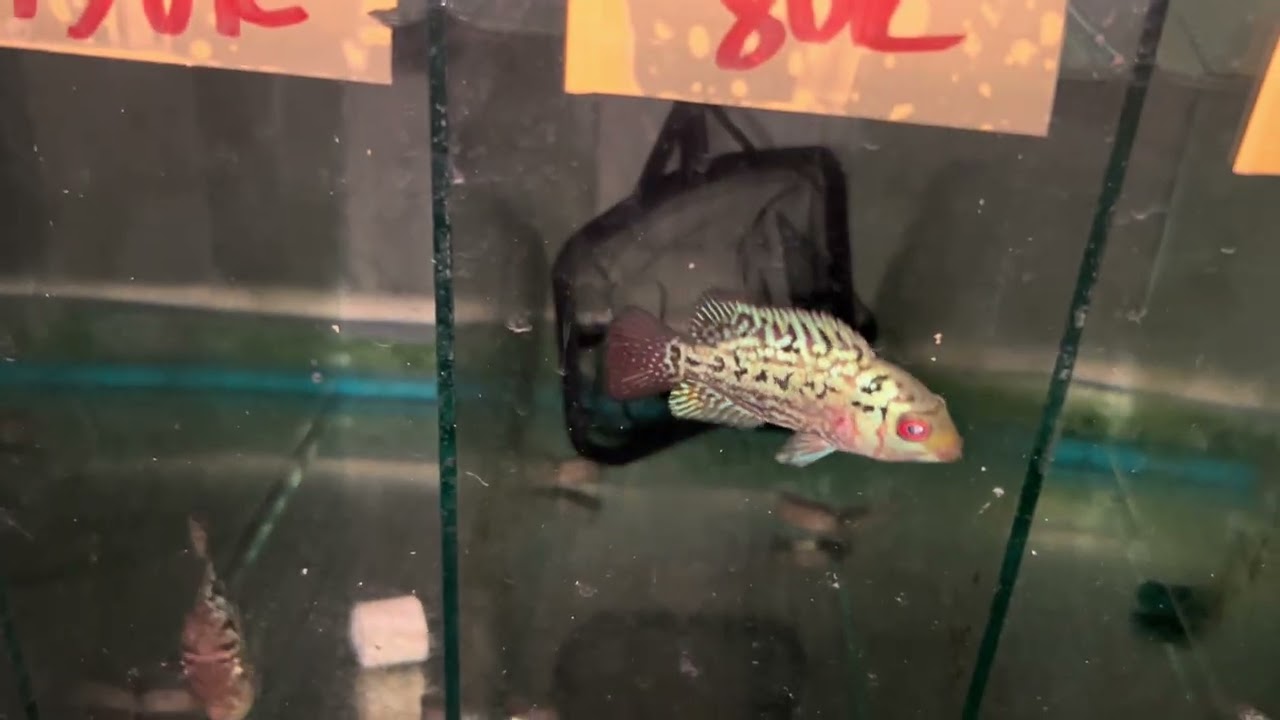 Cá la hán Cao Lãnh tháng 5 ngày 7 kamfa f2 gen gb #calahan #kamfa