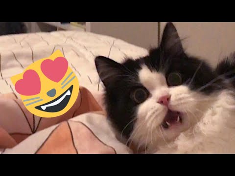 😂 Funniest Cats and Dogs Videos 😺🐶 || 🥰😹 Hilarious Animal Compilation №351