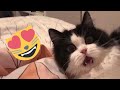  funniest cats and dogss    hilarious animal compilation 351