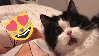 Funniest Cats and Dogs Videos  ||  Hilarious Animal Compilation №351