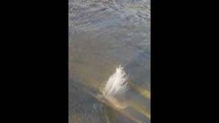 Feather Water Sand Wind