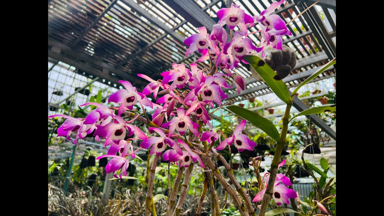 4/3 LINH TÙNG KIM ĐIỆP XUÂN, SƠN THUỶ TIÊN, GÀ TRÒN, KIỀU 0869899172