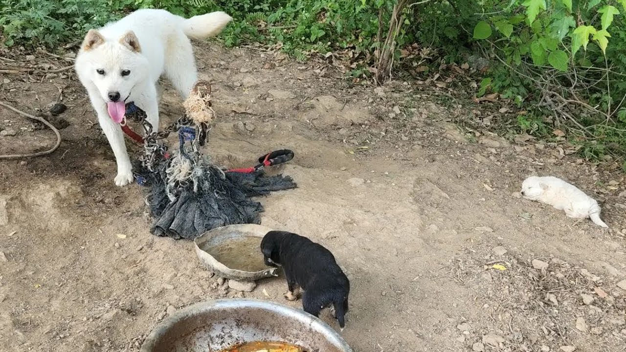Neglected & Starving A Heartbreaking Story of a Mama Dog and her Pups ...