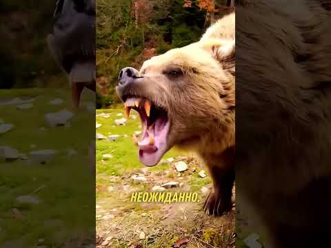 Почему бурый медведь не нападает на людей? 😱 #Shorts