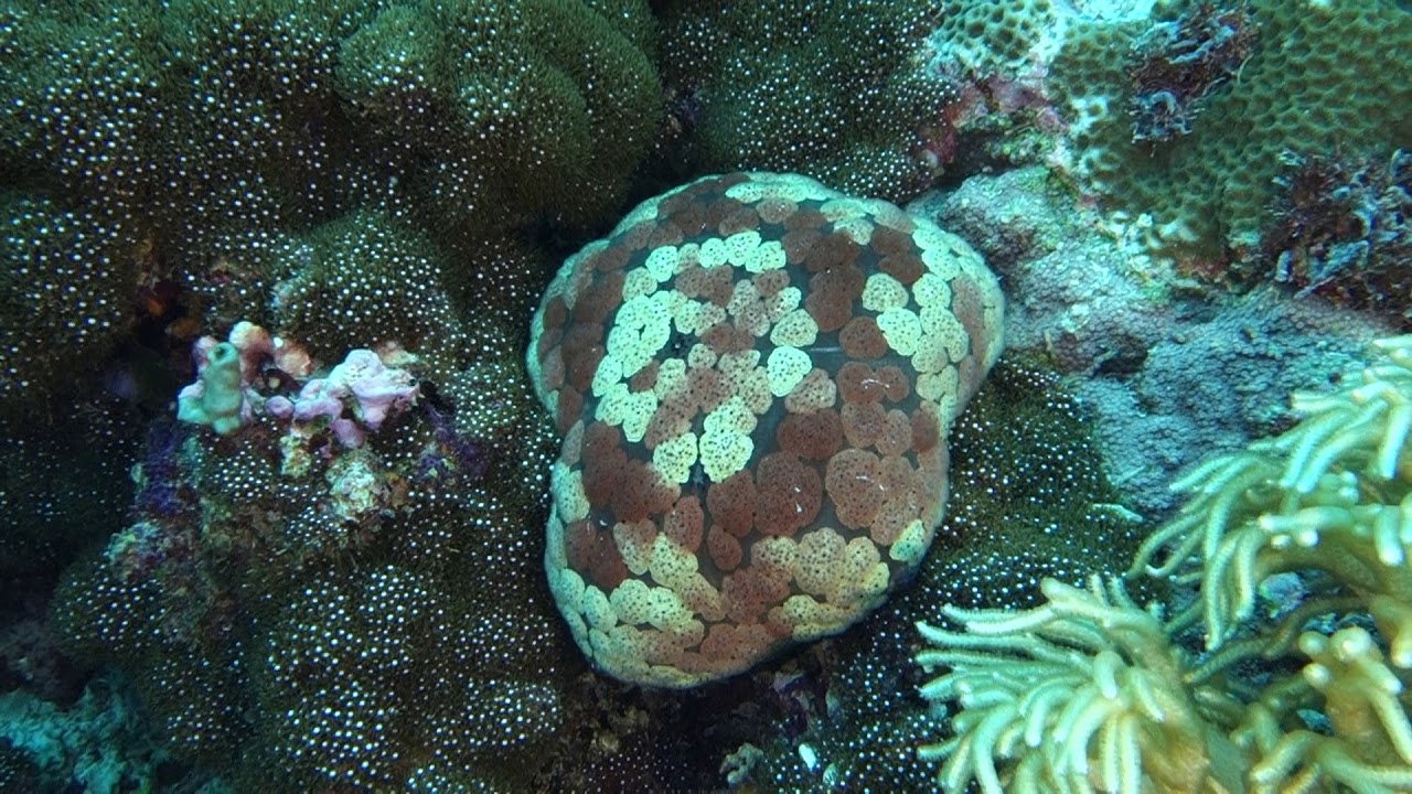 Forgotten Islands Indonesia on board the Arenui - Day 2