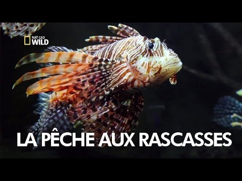 Vidéo: Qu'est-ce que le poisson rascasse ?