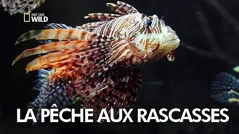 Où vit la rascasse ?