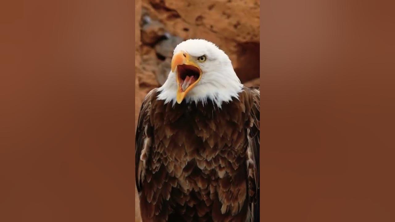 Fly like an Eagle π¦
#eagle #shorts #fly Fly like an Eagle π¦
#eagle #shorts #fly