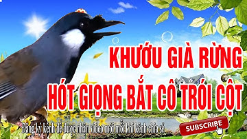 Khướu già rừng hót giọng bắt cô trói cột - Khướu hót đảo nhiều giọng hay