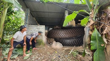 Cuộc Gọi Khẩn Cấp Của Bà Cụ Đi Chặt Chuối Phát Hiện 1 Đàn Rắn Hổ Mang Nối Đuôi Nhau Bò Vào Bếp