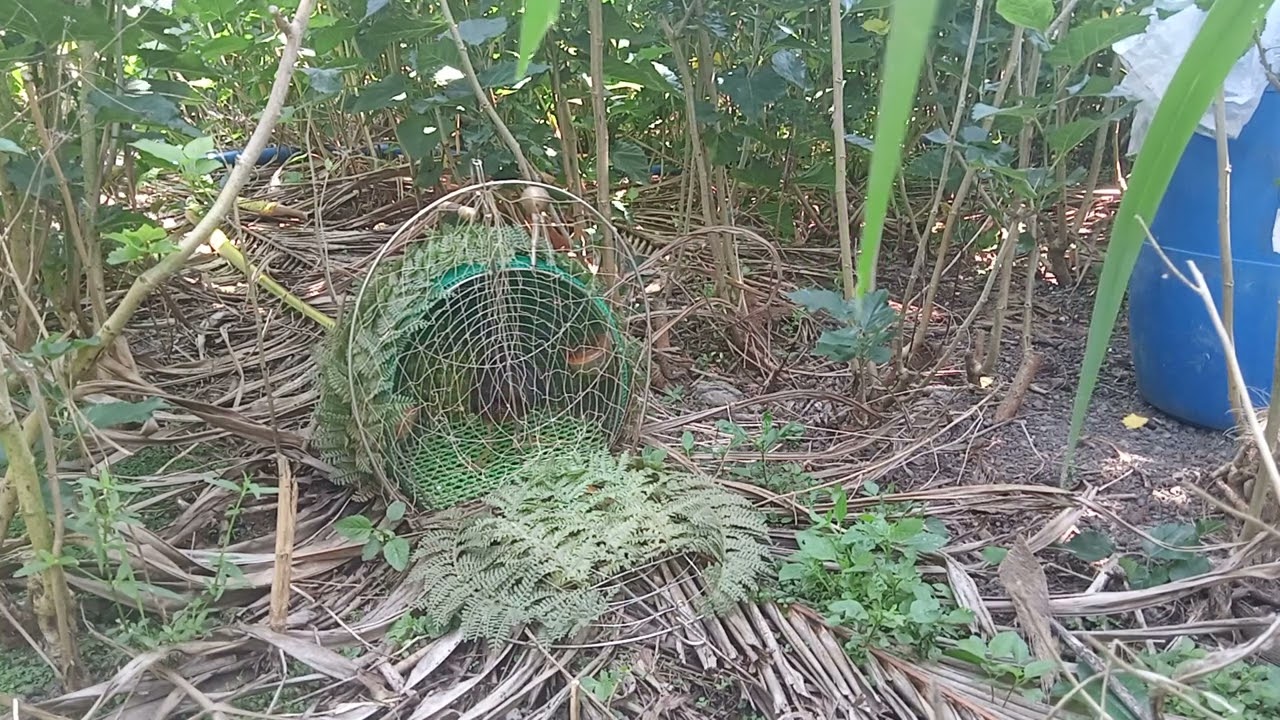 quốc mồi bảo lộc càng đi đánh càng hăng máu. nước chơi loi choi chưa ngán con bổi nào