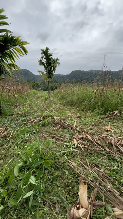 Ngebabat lagi #babatrumput #reels
